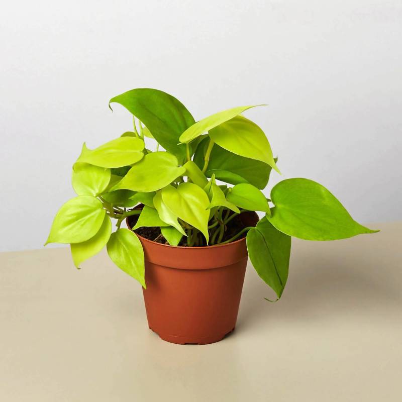 Philodendron Neon