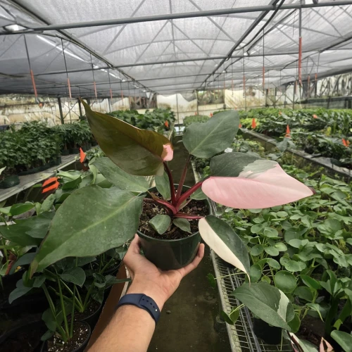 Philodendron Pink Princess