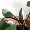 Philodendron Pink Princess