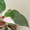 Philodendron Pink Princess