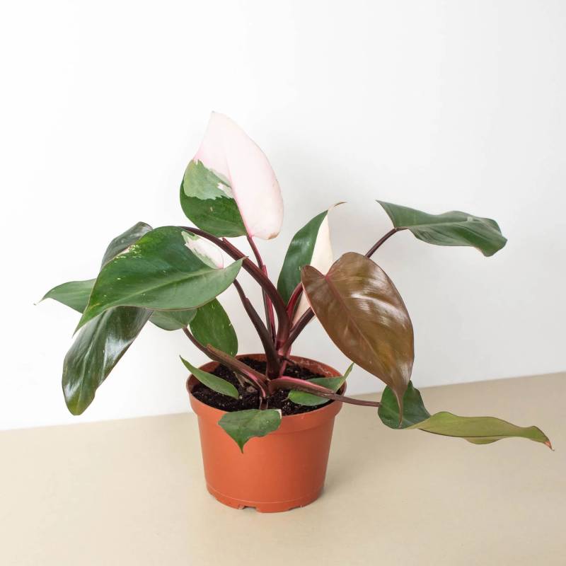 Philodendron Pink Princess