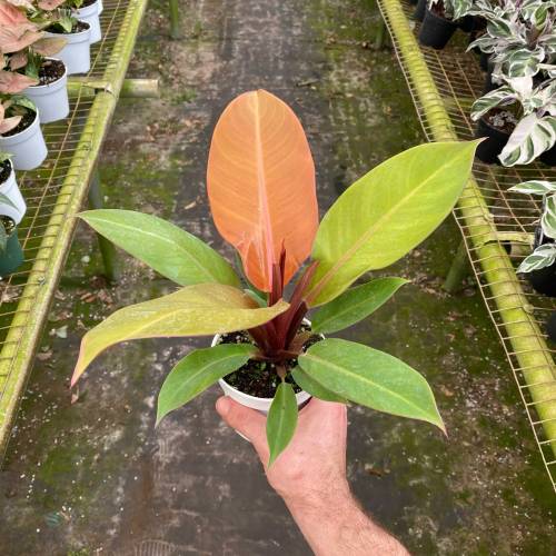 Philodendron Prince of Orange