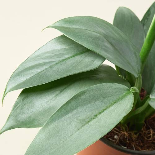 Philodendron Silver Sword