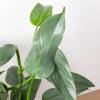 Philodendron Silver Sword