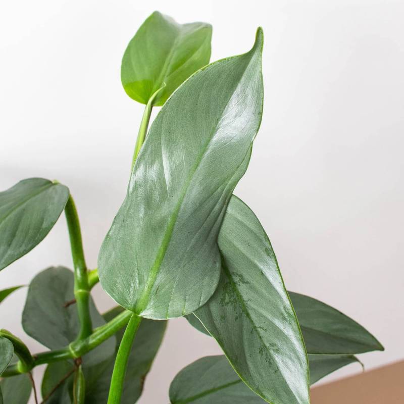 Philodendron Silver Sword