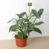 Philodendron Silver Sword