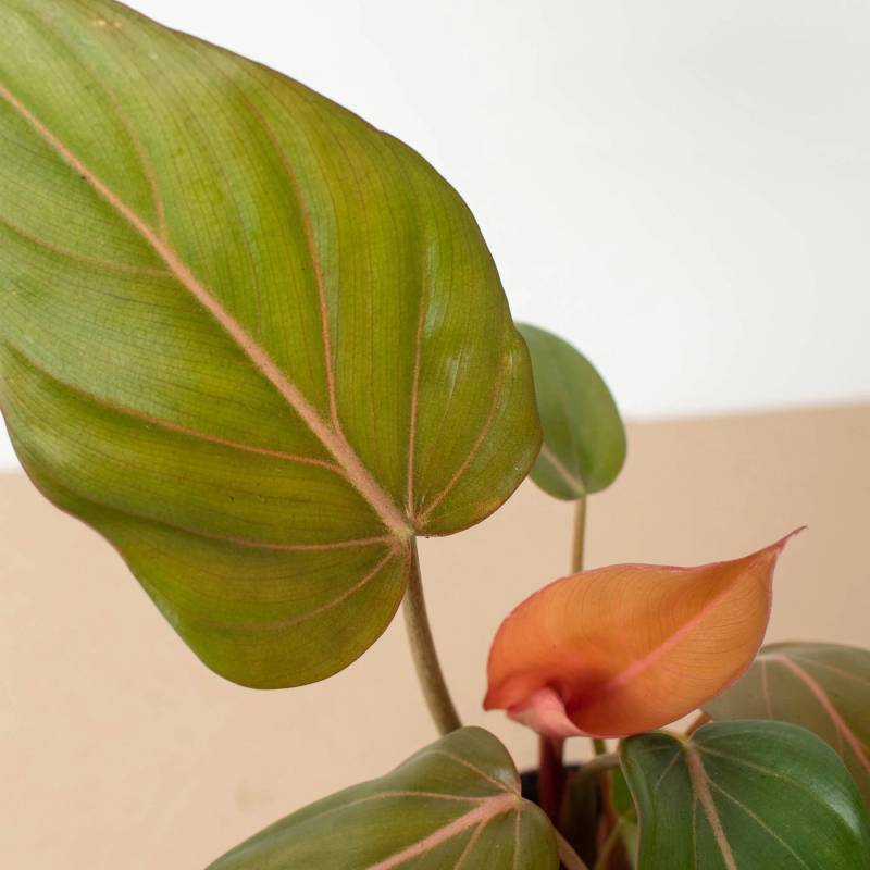 Philodendron Summer Glory - Image 3