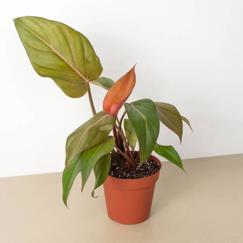 Philodendron Summer Glory - Image 4