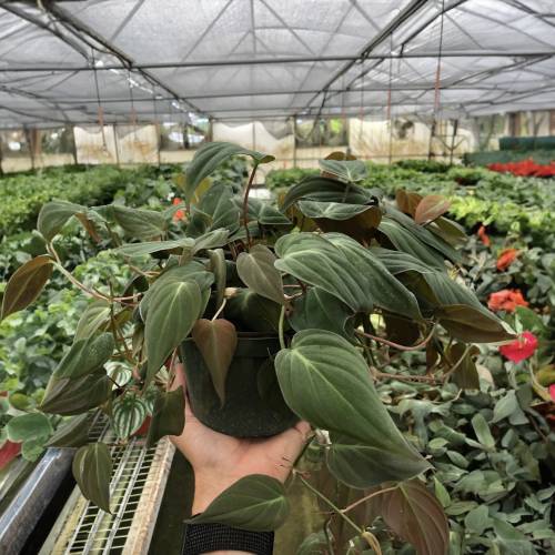 Philodendron Velvet