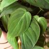 Philodendron Velvet