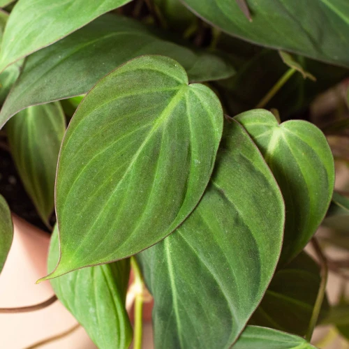 Philodendron Velvet
