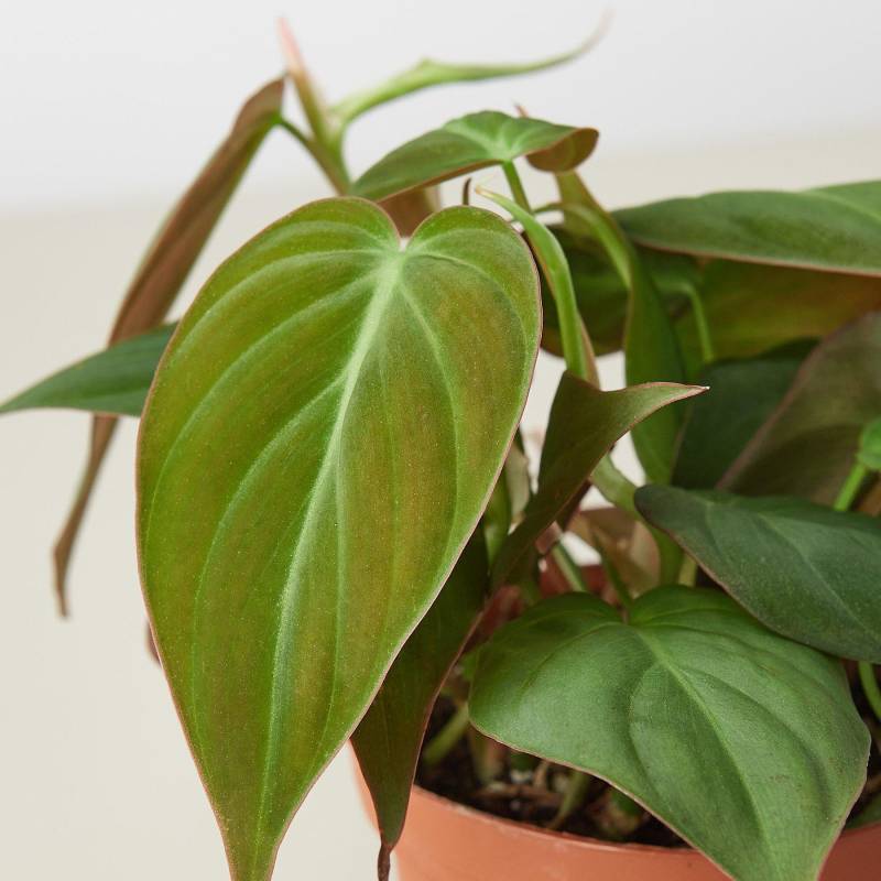 Philodendron Velvet