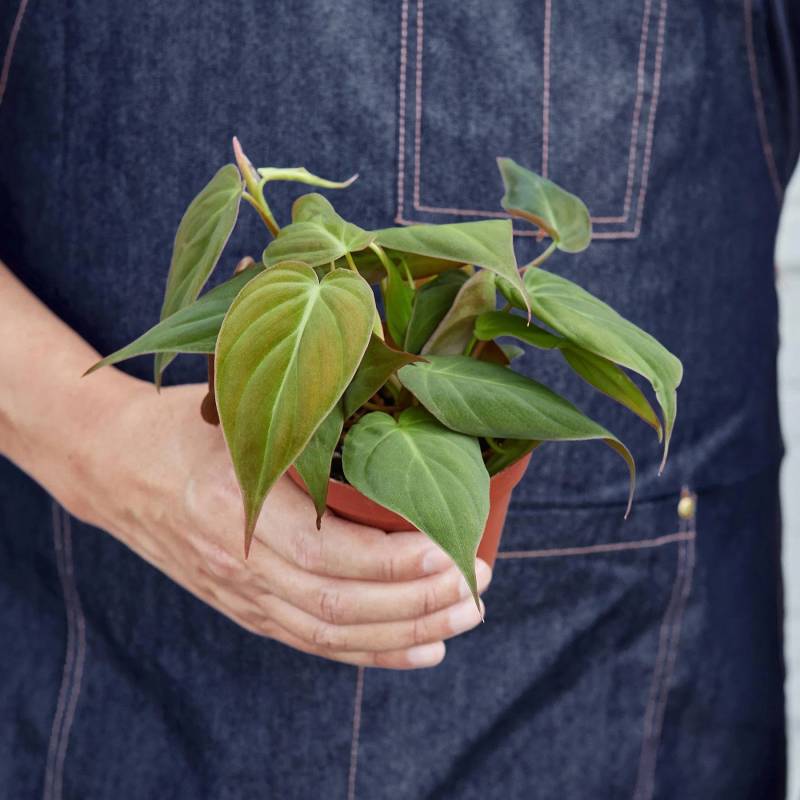 Philodendron Velvet