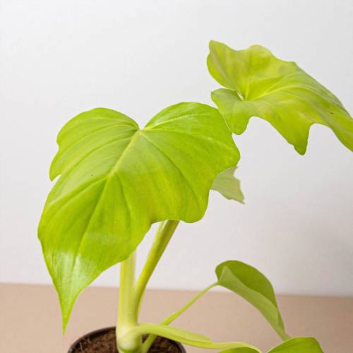 Philodendron Warscewiczii