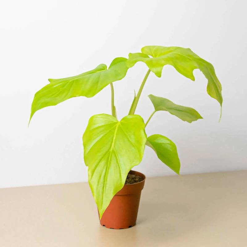 Philodendron Warscewiczii