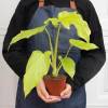 Philodendron Warscewiczii