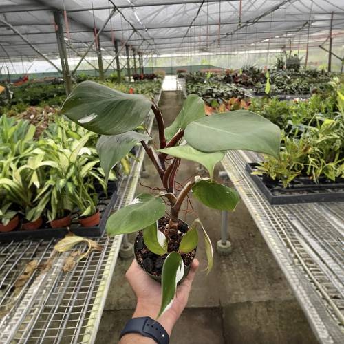 Philodendron White Knight