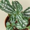 Pilea Aluminum