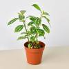 Pilea Aluminum