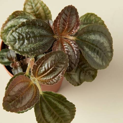 Pilea Bronze