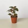 Pilea Bronze