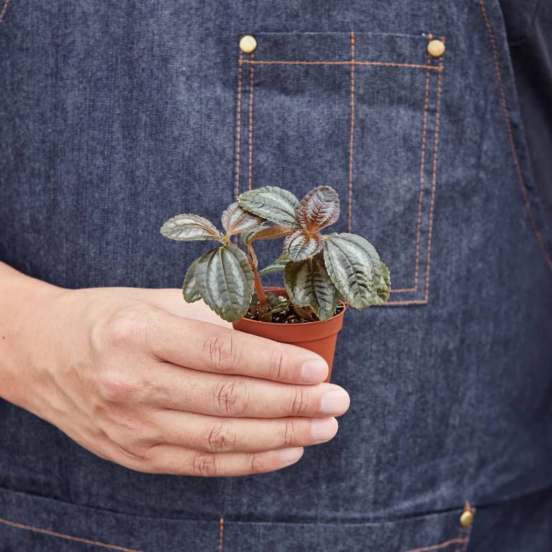 Pilea Bronze