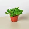 Pilea Creeping Charlie