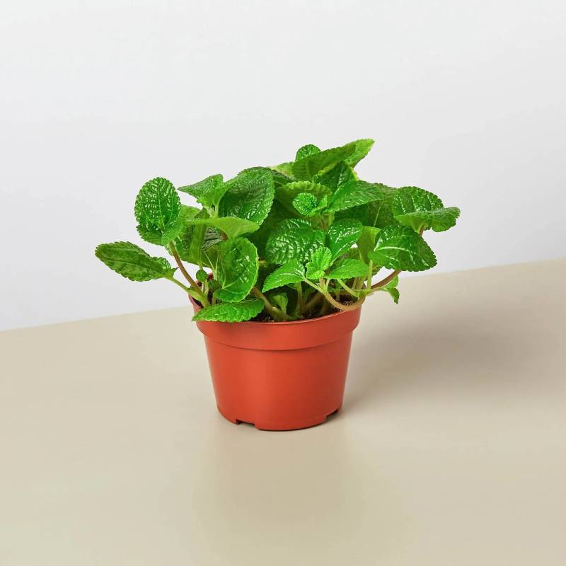 Pilea Creeping Charlie