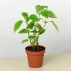 Pilea Moon Valle