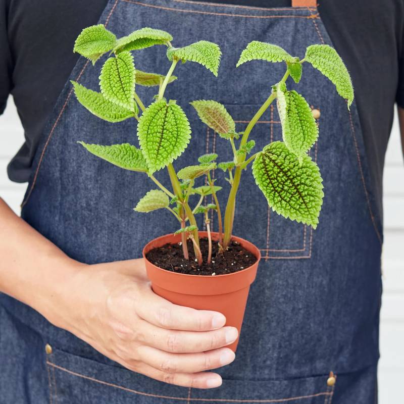 Pilea Moon Valle