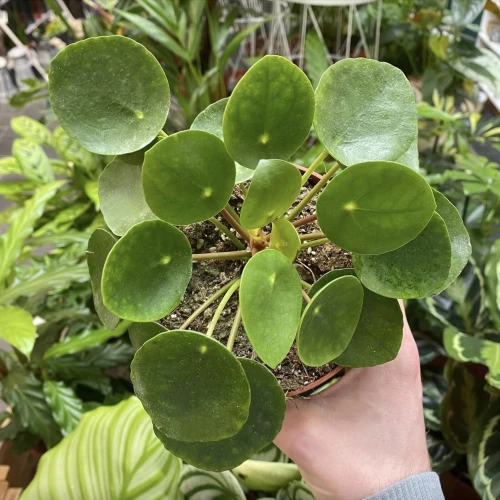 Pilea Peperomioides Chinese Money