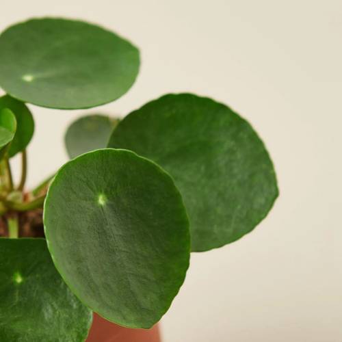 Pilea Peperomioides Chinese Money