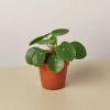 Pilea Peperomioides Chinese Money