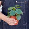 Pilea Peperomioides Chinese Money