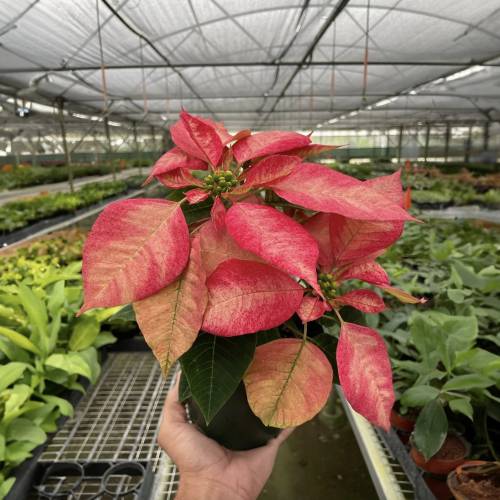 Poinsettia Ice Crystal