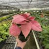 Poinsettia Pink