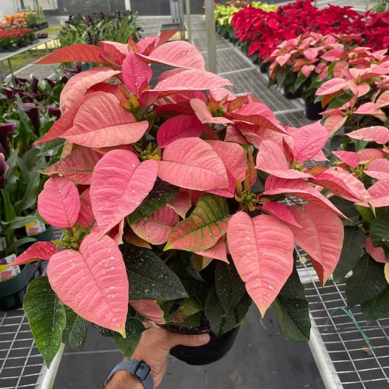 Poinsettia Pink - Image 2