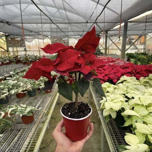 Poinsettia Red