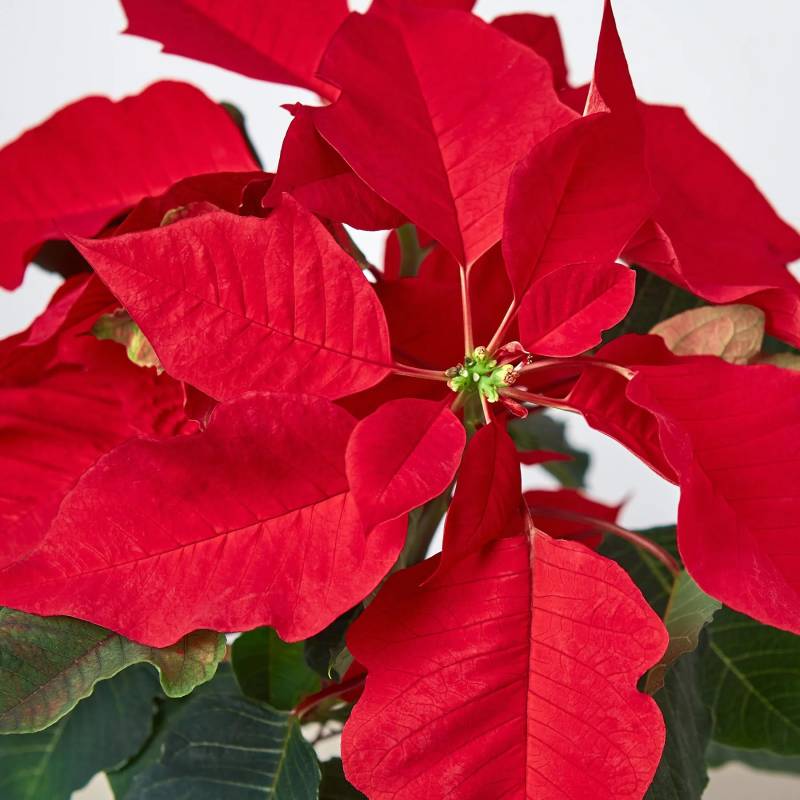 Poinsettia Red