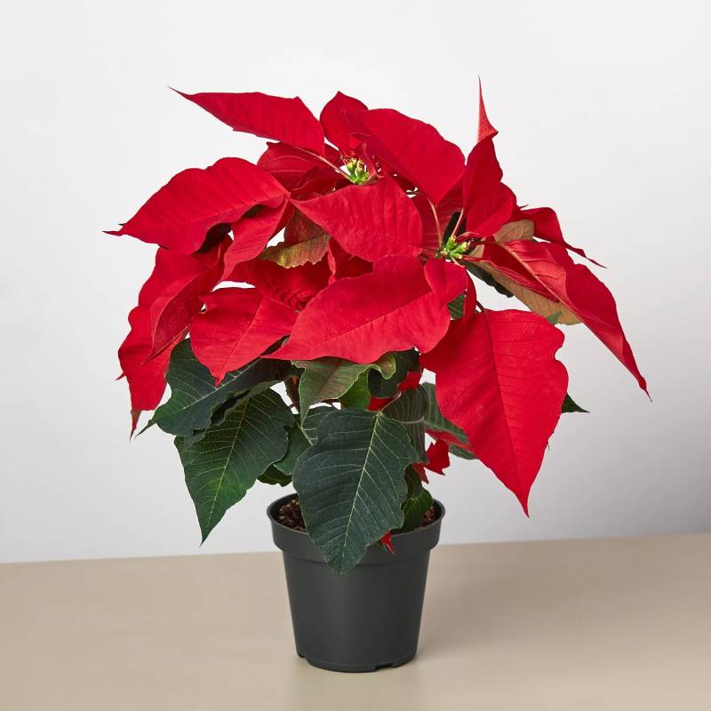 Poinsettia Red