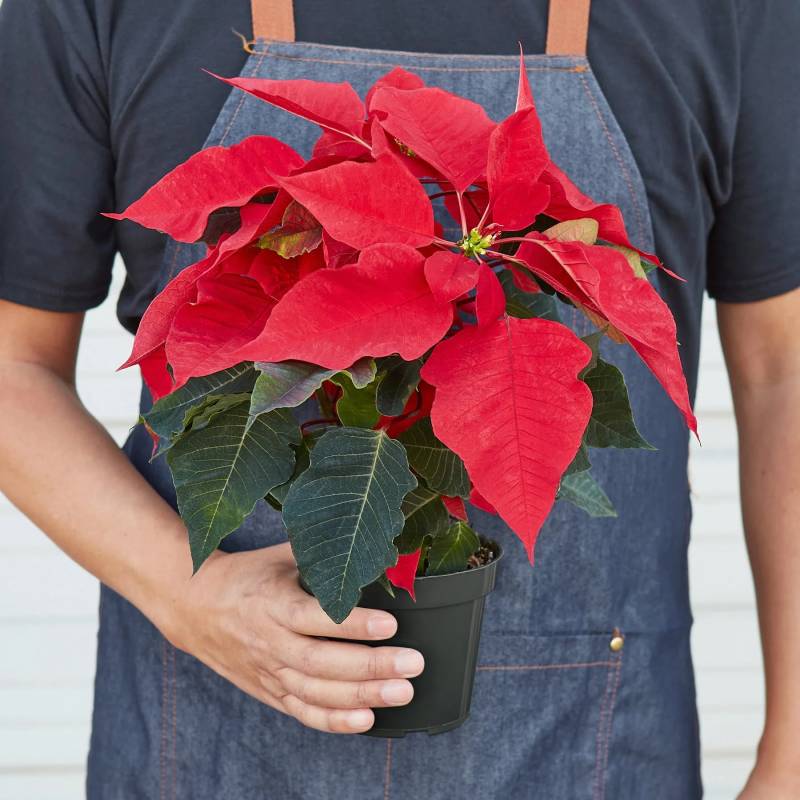 Poinsettia Red