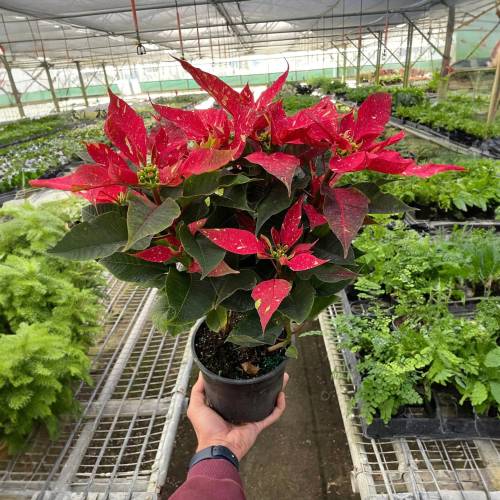 Poinsettia Red Glitter