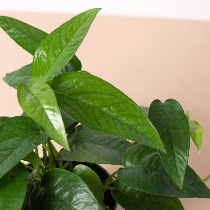 Pothos Cebu Blue