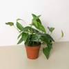 Pothos Cebu Blue