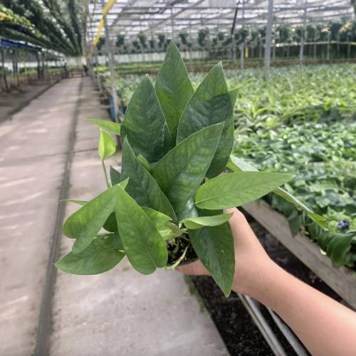 Pothos Cebu Blue