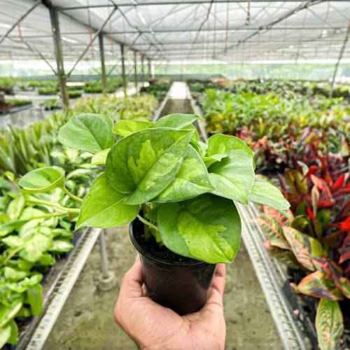 Pothos Global Green