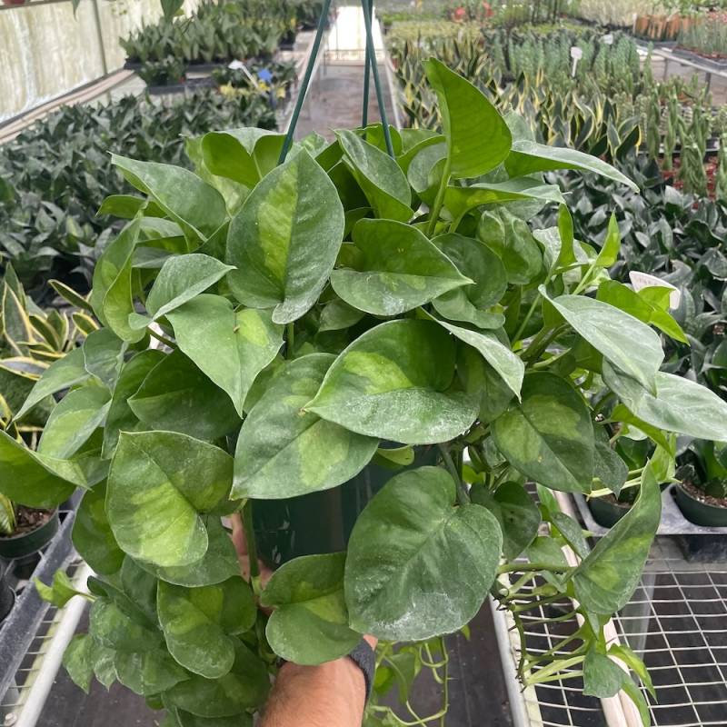 Pothos Global Green - Image 4