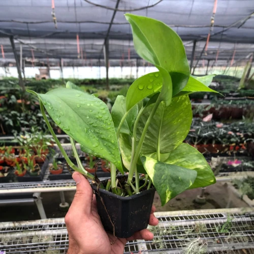 Pothos Golden