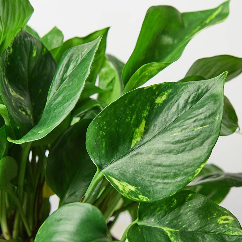 Pothos Golden