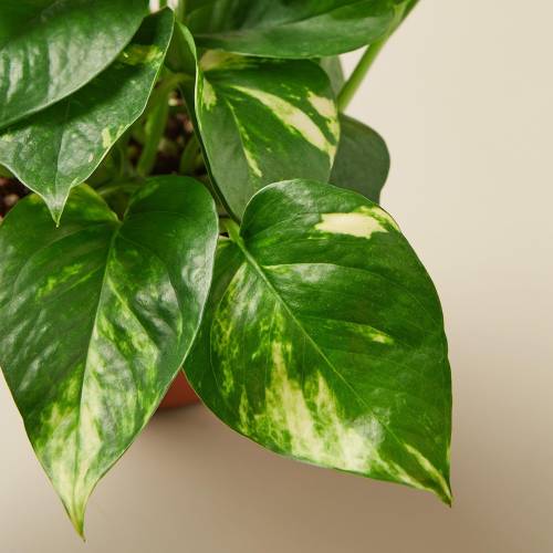 Pothos Golden